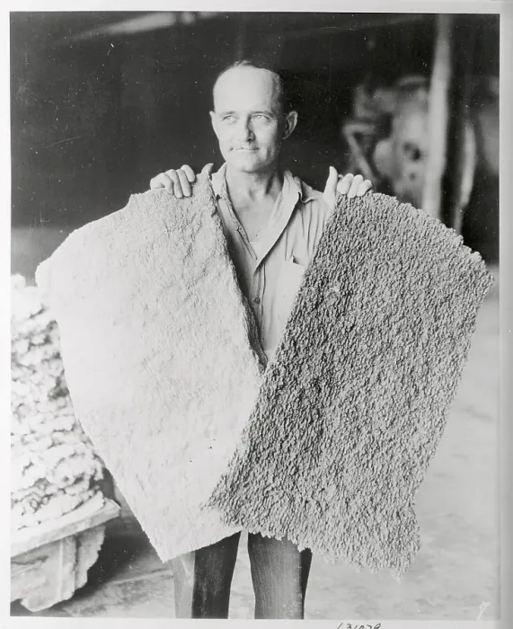 Framed Print : Worker Displaying Synthetic Rubber Framed Print : Worker Displaying Synthetic Rubber