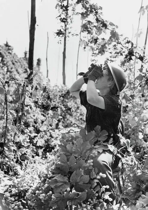 Framed Print : Worker in an East London Hop Field Framed Print : Worker in an East London Hop Field