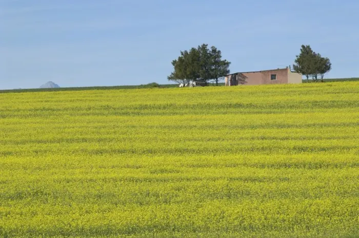 Framed Print : Workers Cottage on a Hill Covered in Canola Framed Print : Workers Cottage on a Hill Covered in Canola