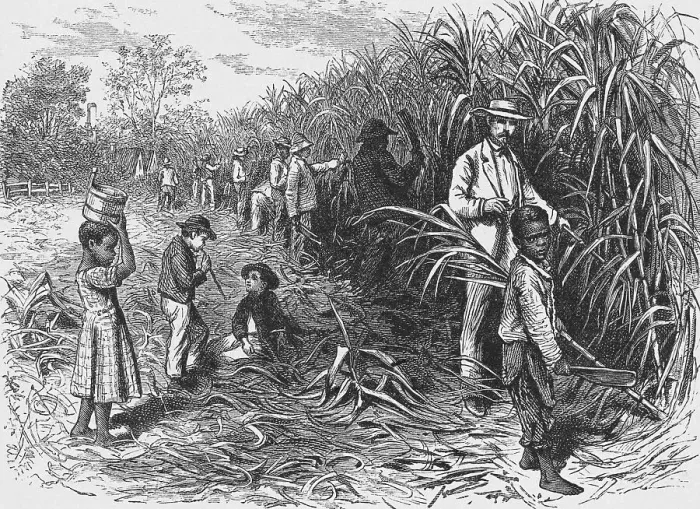 Framed Print : Workers Cutting Sugar Cane Framed Print : Workers Cutting Sugar Cane