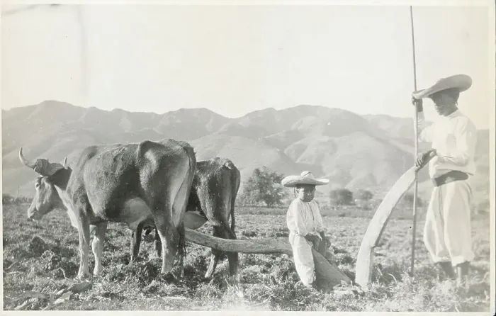 Framed Print : Workers in the Field with Cattle and Plow Framed Print : Workers in the Field with Cattle and Plow