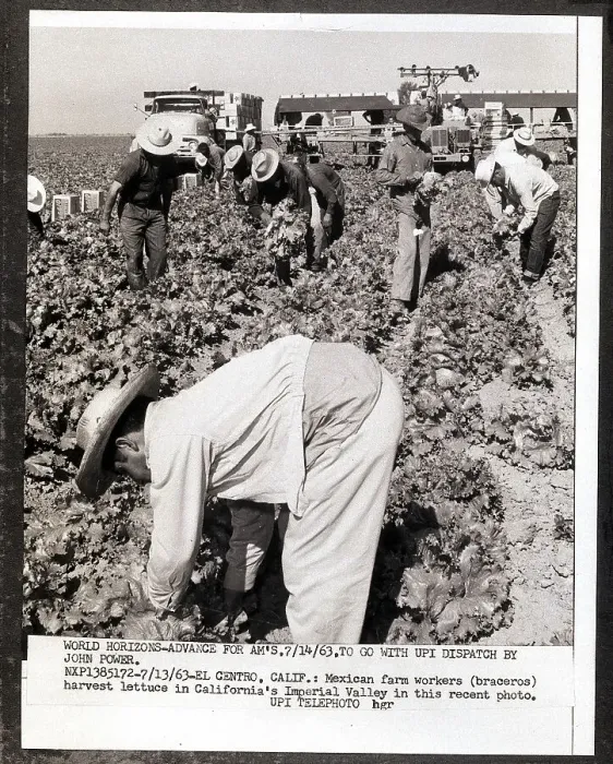 Framed Print : Workers Harvesting Lettuce Framed Print : Workers Harvesting Lettuce