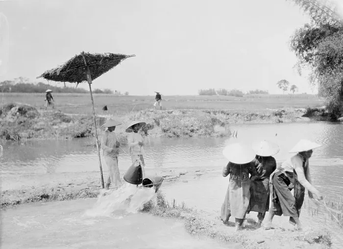 Framed Print : Workers in Indochinese Rice Fields Framed Print : Workers in Indochinese Rice Fields