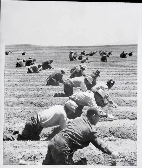 Framed Print : Workers On Japanese Relocation Center Framed Print : Workers On Japanese Relocation Center
