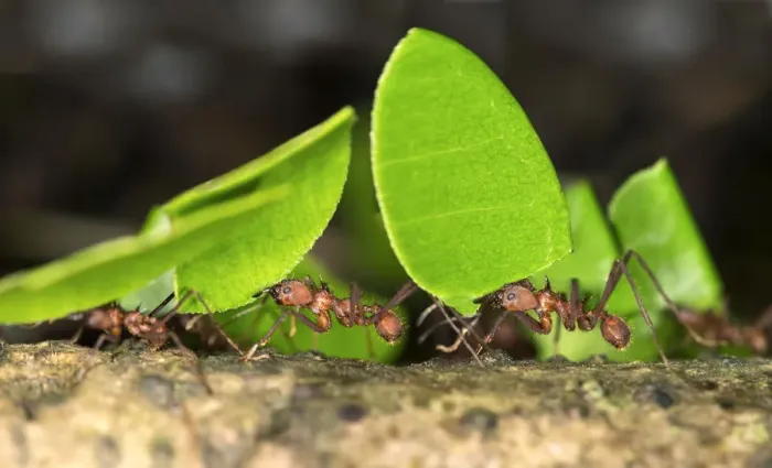 Framed Print : Workers of Leafcutter Ants -Atta cephalotes- carrying leaf pieces into their nest, Tambopata Nature Reserve, Madre de Dios region, Peru Framed Print : Workers of Leafcutter Ants -Atta cephalotes- carrying leaf pieces into their nest, Tambopata Nature Reserve, Madre de Dios region, Peru