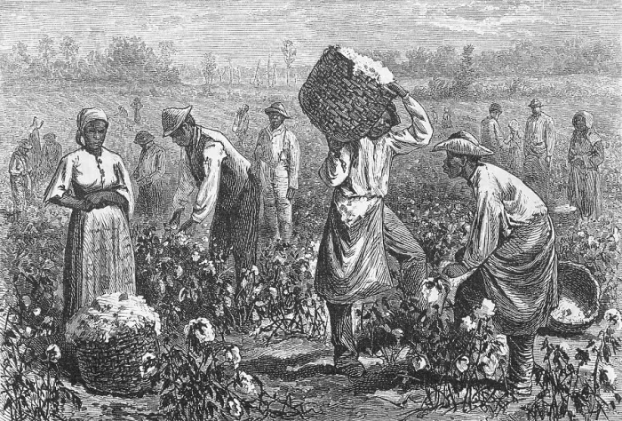 Framed Print : Workers Picking Cotton Framed Print : Workers Picking Cotton