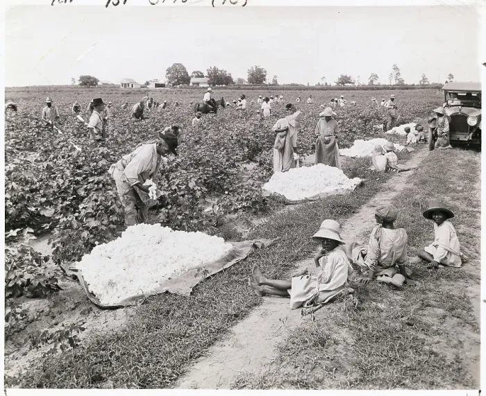 Framed Print : Workers Picking Cotton Framed Print : Workers Picking Cotton