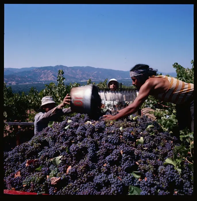 Framed Print : Workers Picking Grapes Framed Print : Workers Picking Grapes