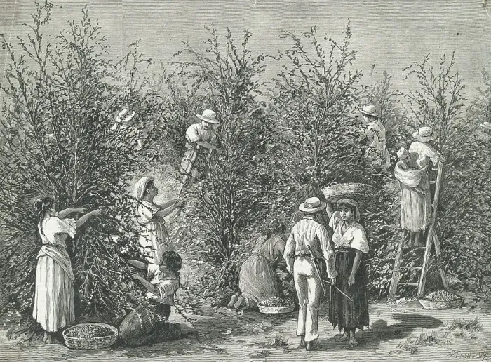 Framed Print : Workers Picking Ripe Berries from Trees