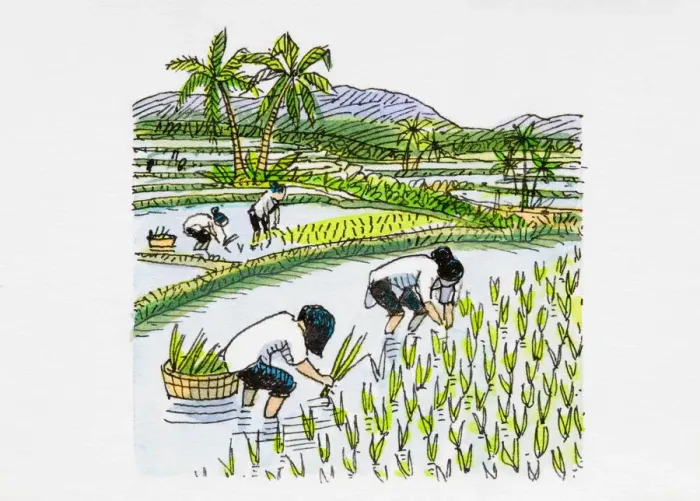 Framed Print : Workers in rice field Framed Print : Workers in rice field