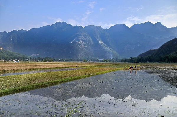 Workers in a rice field, Mai Chau, a village where ethnic minorities live, Vietnam, Southeast Asia