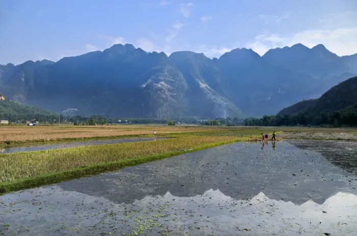 Framed Print : Workers in a rice field, Mai Chau, a village where ethnic minorities live, Vietnam, Southeast Asia Framed Print : Workers in a rice field, Mai Chau, a village where ethnic minorities live, Vietnam, Southeast Asia