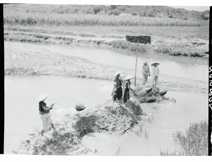 Framed Print : Workers in Rice Fields Framed Print : Workers in Rice Fields