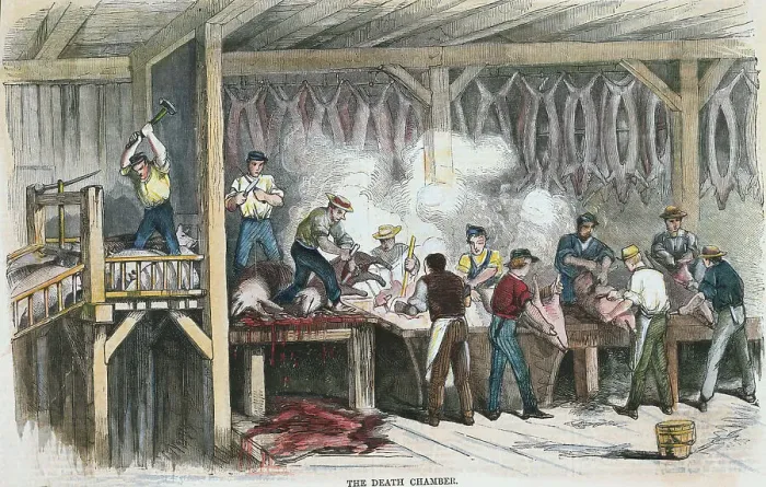 Framed Print : Workers Slaughtering Pigs
