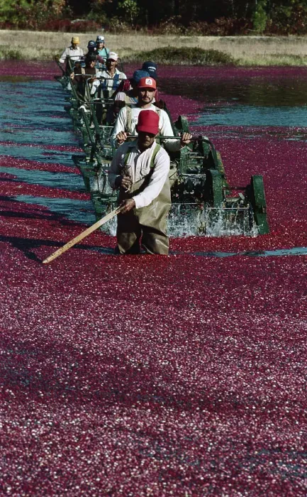 Framed Print : Workers Wading Through Cranberry Bog Framed Print : Workers Wading Through Cranberry Bog