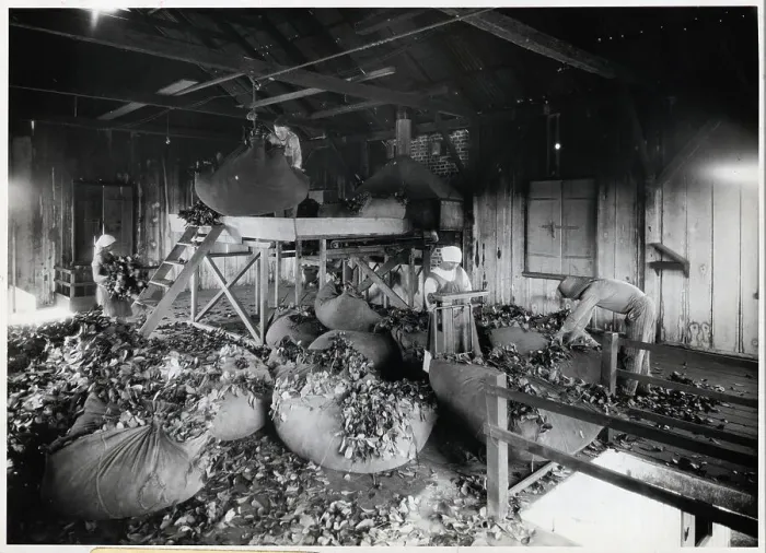 Framed Print : Workers Weighing Yerba Matte Leaves Framed Print : Workers Weighing Yerba Matte Leaves