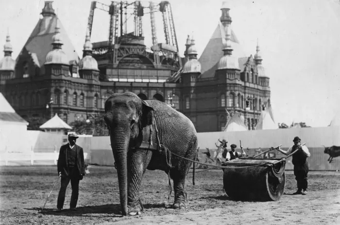 Framed Print : Working Elephant
