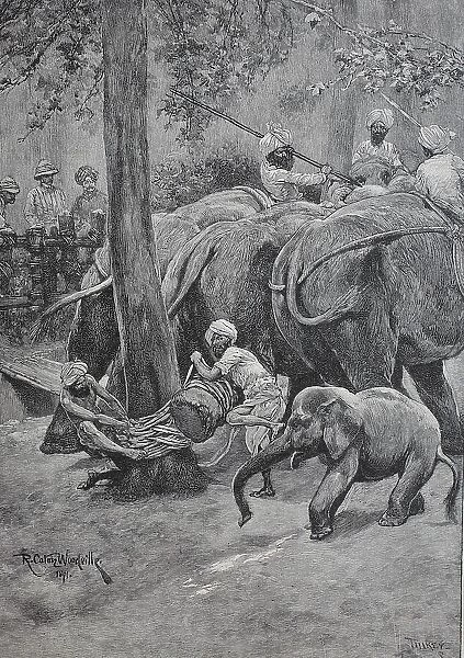 A working elephant is tied to a palm tree, India, Historic, digital reproduction of an original 19th century painting