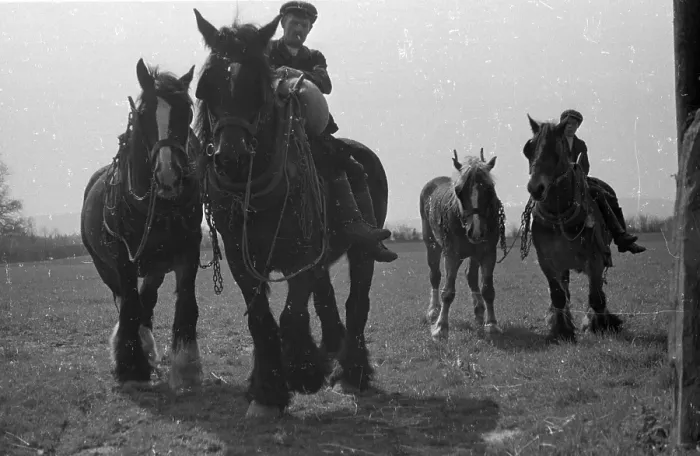 Framed Print : Working Horses Framed Print : Working Horses