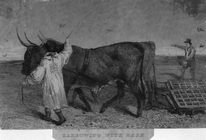 Framed Print : Working Oxen Framed Print : Working Oxen