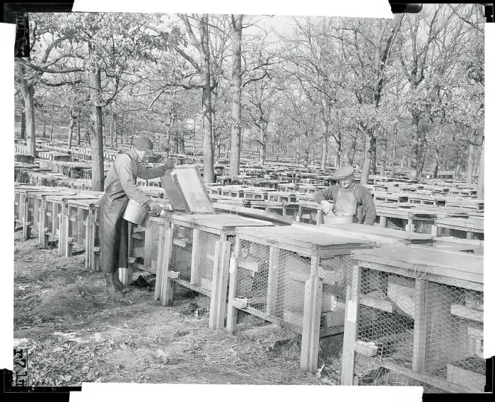 Framed Print : Workmen Feeding Minks Framed Print : Workmen Feeding Minks