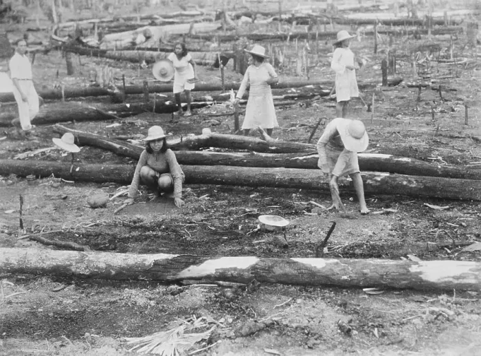 Framed Print : Workmen Planting Rubber Trees Framed Print : Workmen Planting Rubber Trees