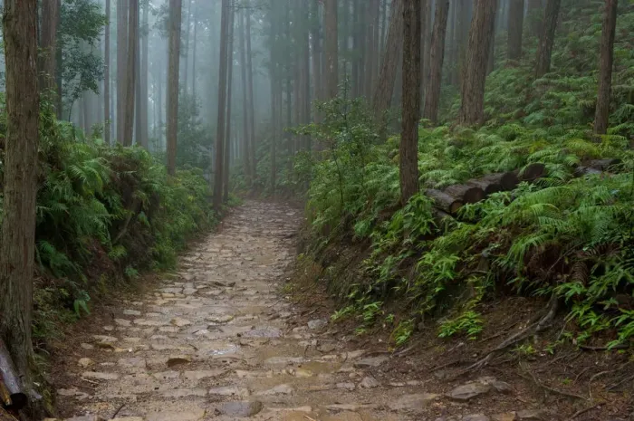 Framed Print : World heritage of Japan, Kumano old road Framed Print : World heritage of Japan, Kumano old road