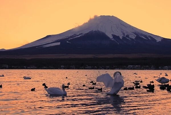 World heritage Mt. Fuji and swans on Lake Yamana