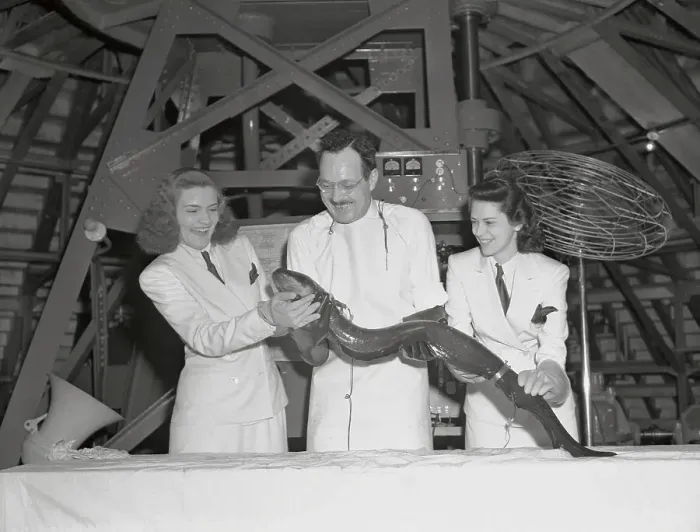Framed Print : World's Fair Employees Holding Eel
