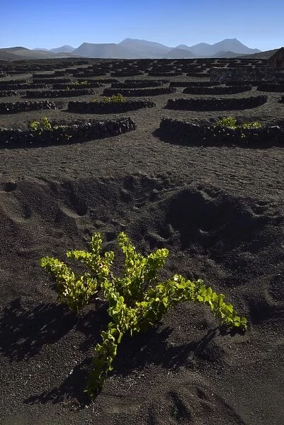 Worldwide unique cultivation method, dry cultivation, enarenado method, on volcanic ash, lava, wine growing region of La Geria, Los Ajaches mountains at the back, Lanzarote, Canary Islands, Spain
