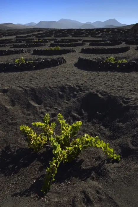 Framed Print : Worldwide unique cultivation method, dry cultivation, enarenado method, on volcanic ash, lava, wine growing region of La Geria, Los Ajaches mountains at the back, Lanzarote, Canary Islands, Spain