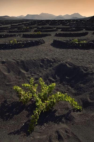 Worldwide unique cultivation method, dry cultivation, enarenado method, on volcanic ash, lava, wine growing region of La Geria, Los Ajaches mountains at the back, Lanzarote, Canary Islands, Spain