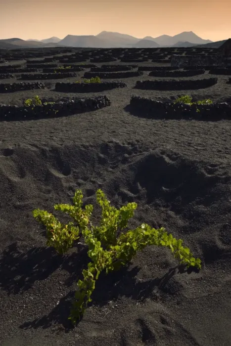 Framed Print : Worldwide unique cultivation method, dry cultivation, enarenado method, on volcanic ash, lava, wine growing region of La Geria, Los Ajaches mountains at the back, Lanzarote, Canary Islands, Spain Framed Print : Worldwide unique cultivation method, dry cultivation, enarenado method, on volcanic ash, lava, wine growing region of La Geria, Los Ajaches mountains at the back, Lanzarote, Canary Islands, Spain
