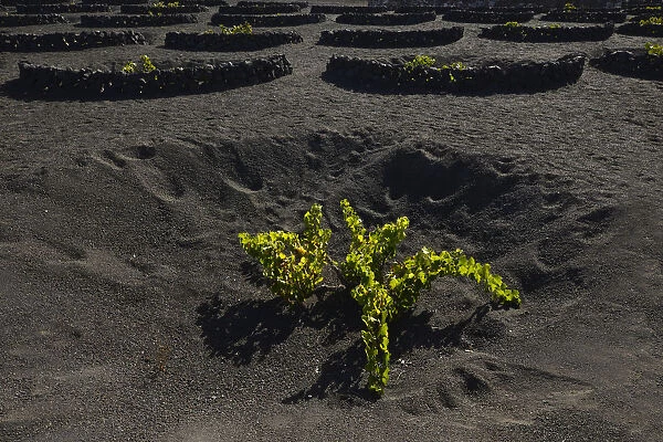 Worldwide unique viniculture, vines growing in dry pits on volcanic ash, lava, wine growing region of La Geria, Lanzarote, Canary Islands, Spain