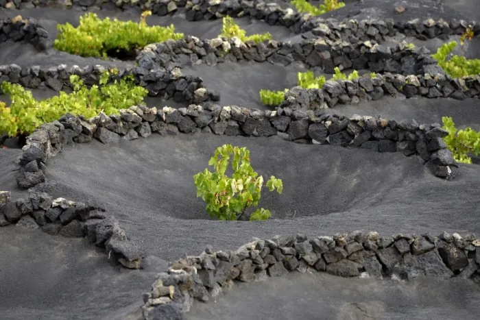 Framed Print : Worldwide unique viniculture, vines growing in dry pits on volcanic ash, lava, wine growing region of La Geria, Lanzarote, Canary Islands, Spain
