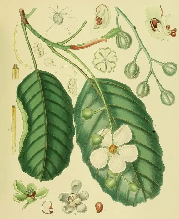 Framed Print : Wormia triquetra, native to Southeast Asia, Sri Lanka, digitally restored historical colour print from 1893 Framed Print : Wormia triquetra, native to Southeast Asia, Sri Lanka, digitally restored historical colour print from 1893
