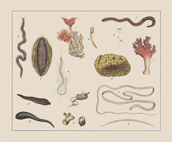 Worms, hand-colored chromolithograph, published in 1882