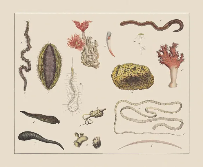Framed Print : Worms, hand-colored chromolithograph, published in 1882 Framed Print : Worms, hand-colored chromolithograph, published in 1882