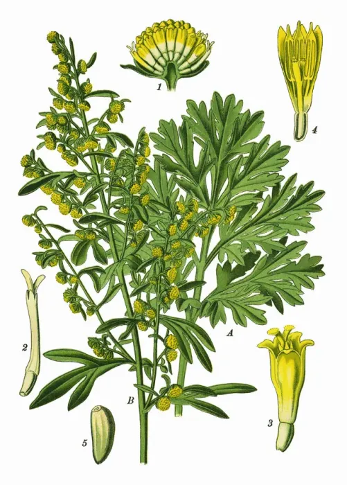 Framed Print : wormwood, grand wormwood, absinthe, absinthium, absinthe wormwood Framed Print : wormwood, grand wormwood, absinthe, absinthium, absinthe wormwood