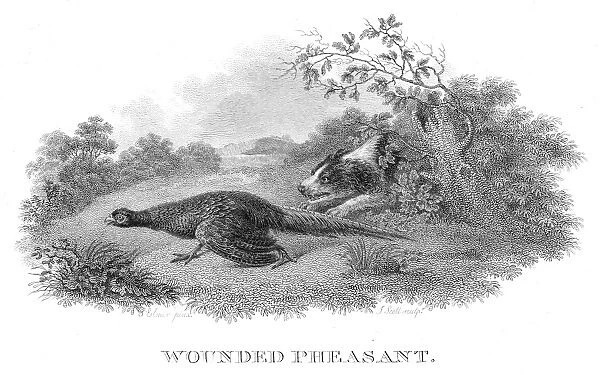 Wounded pheasant engraving 1802