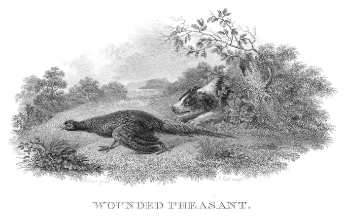 Framed Print : Wounded pheasant engraving 1802 Framed Print : Wounded pheasant engraving 1802