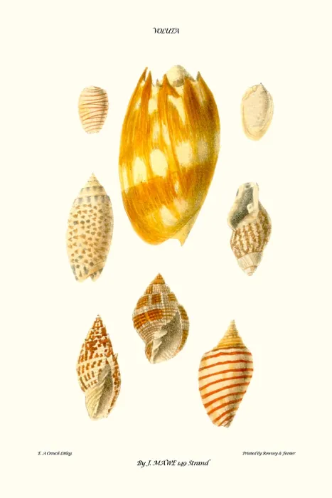 Framed Print : wreath shells Framed Print : wreath shells