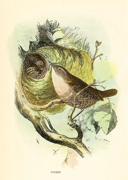 Wren bird engraving 1896