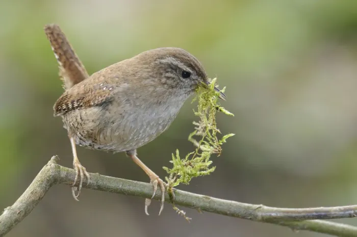 Framed Print : Wren -Troglodytes troglodytes- Framed Print : Wren -Troglodytes troglodytes-