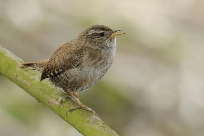 Framed Print : Wren -Troglodytes troglodytes- Framed Print : Wren -Troglodytes troglodytes-