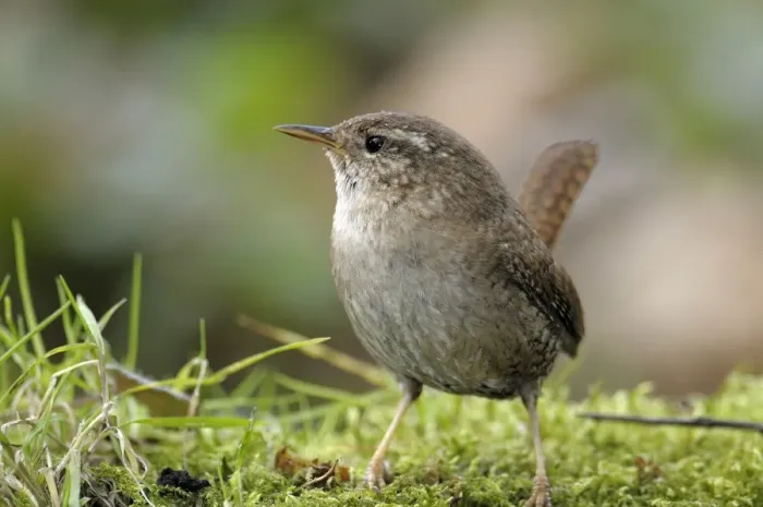 Framed Print : Wren -Troglodytes troglodytes- Framed Print : Wren -Troglodytes troglodytes-