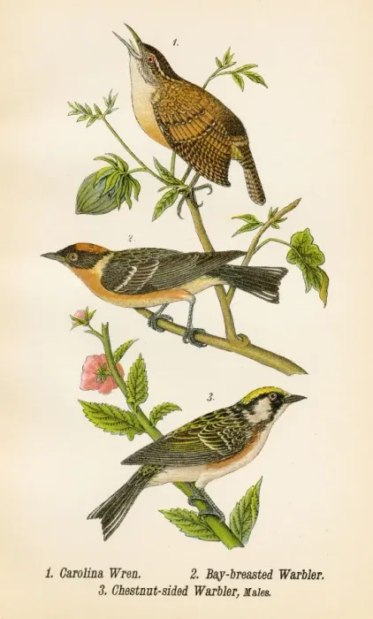 Framed Print : Wren and warbler bird lithograph 1890 Framed Print : Wren and warbler bird lithograph 1890
