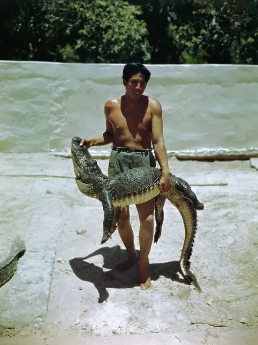 Framed Print : Wrestler Holding Alligator After Match Framed Print : Wrestler Holding Alligator After Match