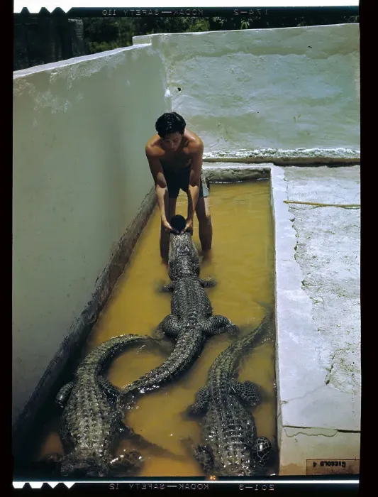 Framed Print : Wrestler Holding Jaws of Alligator Shut Framed Print : Wrestler Holding Jaws of Alligator Shut