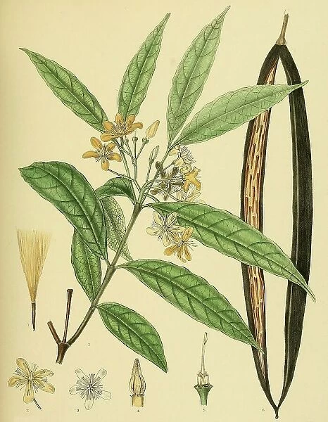 Wrightia flavido-rosea, native to Southeast Asia, Sri Lanka, digitally restored historical colour print from 1893